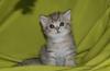 Зеленоглазые британские котята превью 1121088.