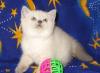 Британские голубоглазые котята превью 1121252.