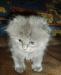 Продаются Котята Скотиш фолд превью 1121550.