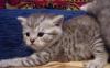 Шотландские вискасные котята превью 1121818.