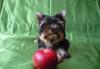 Йоркширский терьер - щенки мальчики и девочки превью 1122986.