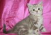 Лилово-мраморные котята превью 1122997.