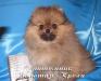 Новый помет щенков померанского карликового шпица превью 1120394.