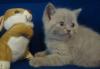 Превью Шотландские котята Нижний Тагил - 2
