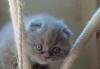 Кошечка 2мес.-вислоухая лиловая превью 1123678.
