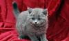 Голубые шотландские котята превью 1125504.