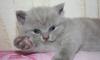 Продаю британского котенка - девочка превью 1125656.