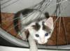 Превью Котята-далматинцы ищут хозяев Санкт-Петербург - 3