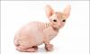 Котята донского сфинкса недорого превью 1126471.