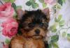 Йоркширский терьер, девочки, РКФ, родились 21.05.2 превью 1127301.
