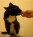 Превью Блэк Джек - ласковый пират ищет дом Санкт-Петербург - 1