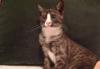 Уникальная ласковая красотка Котенок, 3 мес превью 1127796.