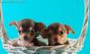 Чихуахуа Шоколадные девочки г/ш превью 1128312.