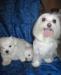 Продаю щенков Мальтийской болонки превью 1128501.