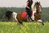 Обучение верховой езде,конные  прогулки в лес превью 1128967.