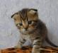 Превью Вислоухий котенок-тигренок Москва - 3