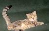 Полосатые тигрята-шотландские котята превью 1131537.