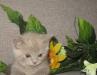 Превью Шотландские котятаСтрайты,плюшевое счастье Москва - 2