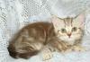 Большой выбор Британских и Шотландских котят превью 1130307.