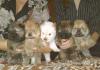 Щенки чау-чау превью 1130378.