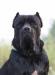 Щенки Кане-Корсо черные превью 1133280.