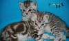 Британские котята ласковые тигрята превью 1133292.