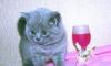 Британский котик  окрас голубой превью 1133372.