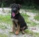 Немецкая овчарка 2 месяца превью 1133374.
