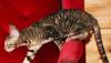 Превью Корниш-рекс. Клубная тигровая девочка. Недорого Москва - 2