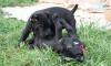Щенки Кане-Корсо черные превью 1133571.