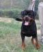 Превью Щенок ротвейлера Москва - 4