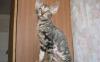 Превью Котята корниш-рекс Нижний Новгород - 1