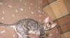 Превью Котята корниш-рекс Нижний Новгород - 4