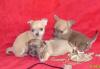 Мальчишки и девчонки чихуашки редких окрасов превью 1135021.