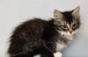 Превью Красивые котята, 2 мес Санкт-Петербург - 3