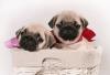 Мопса очаровательные щенки превью 1136802.