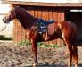Продается 3-х летний жеребец цена снижена превью 1136957.