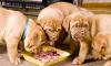 Бордоский дог (французский мастиф ) щенки превью 1130794.