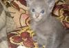 Котята русские голубые превью 1137130.
