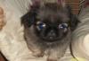Продаю пекинеса девочку 3 месяца превью 1137454.