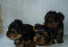 Продаются щенки  2 месяца йоркширского терьера превью 1138983.