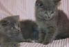 Превью Британские и Шотландские котята-большой выбор Чехов - 1