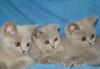 Большой выбор Британских и Шотландских котят превью 1139762.