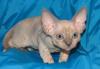 Продается котенок породы девон-рекс превью 1142028.