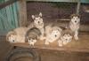 Щенки аляскинского маламута рожд.01 мая 2010г превью 1142285.
