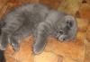 Шотландский котик окрас галубой превью 1142858.