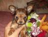 Русский той терьер, щенки, длинношерстные превью 1143076.