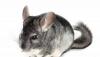 Племенные шиншиллы для дом.содержания и разведения превью 1143125.