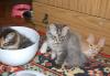 Превью Продажа котят Москва - 2