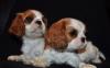 Щенки Кавалер Кинг Чарльз Спаниель с докумен превью 1143350.